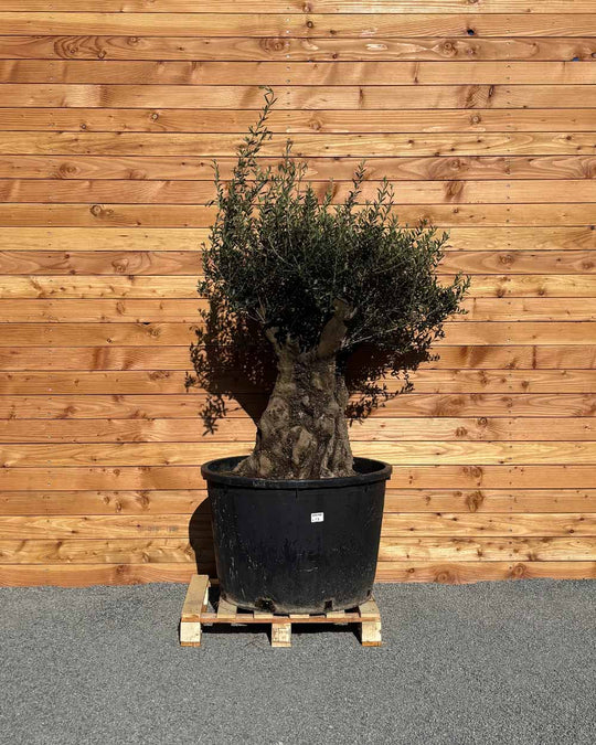 Olivenbaum „Terra“ (E9)