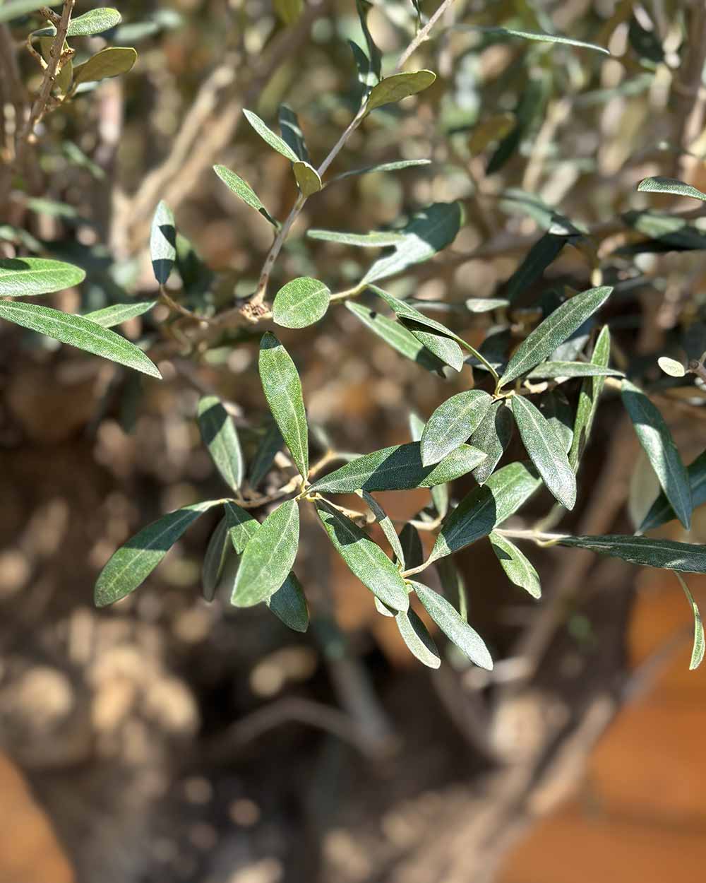 Olivenbaum – Olea europaea ‘Tortuga’ (Elegante)