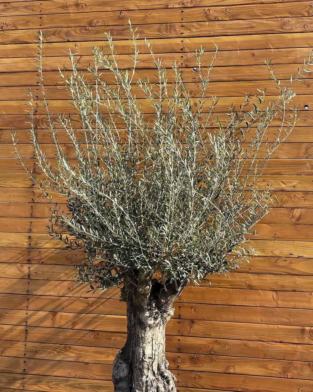 Olivenbaum – Olea europaea ‘Tortuga’ (Elegante)