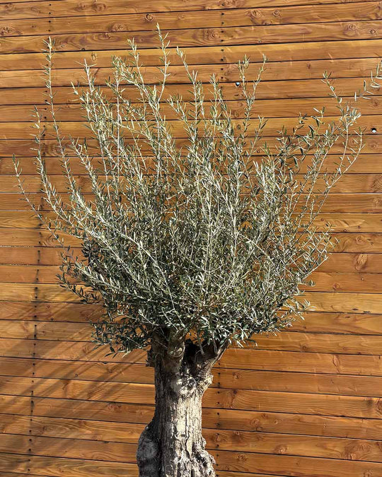 Olivenbaum – Olea europaea ‘Tortuga’ (Elegante)