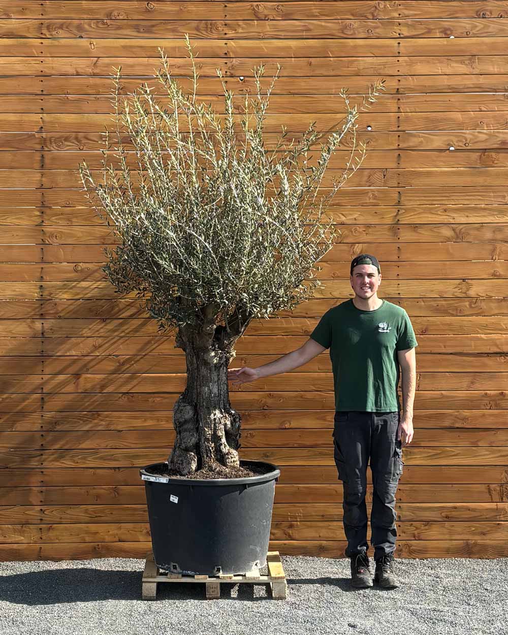 Olivenbaum – Olea europaea ‘Tortuga’ (Elegante)