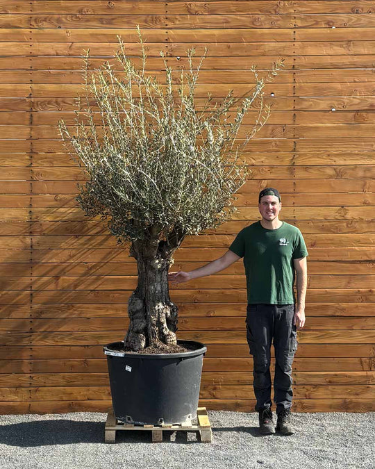 Olivenbaum – Olea europaea ‘Tortuga’ (Elegante)