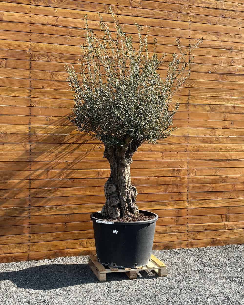 Olivenbaum – Olea europaea ‘Tortuga’ (Elegante)