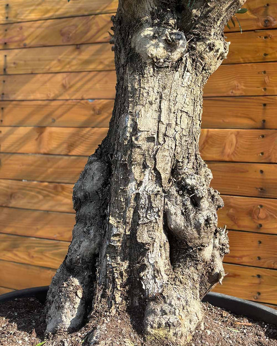 Olivenbaum – Olea europaea ‘Tortuga’ (Elegante)