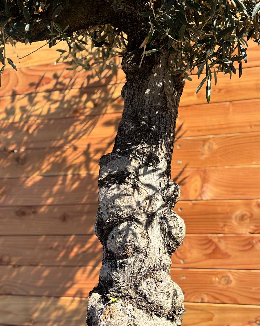 Olivenbaum „Elegante“ (F1)