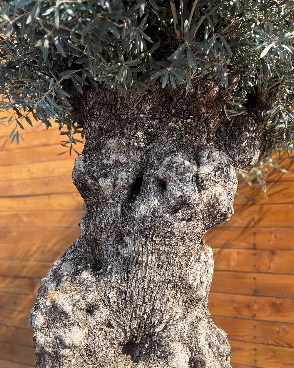 Olivenbaum – Olea europaea ‘Hojiblanca’ (Netz) (Colosso) (F1)