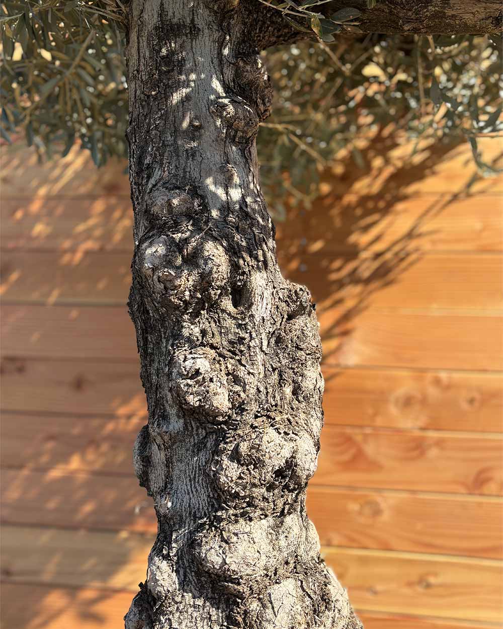 Olivenbaum „Elegante“ (F1)