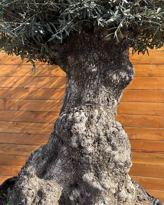 Olivenbaum – Olea europaea ‘Hojiblanca’ (Netz) (Colosso) (F1)