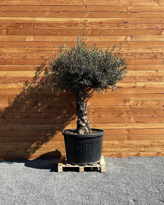 Olivenbaum „Elegante“ (F1)