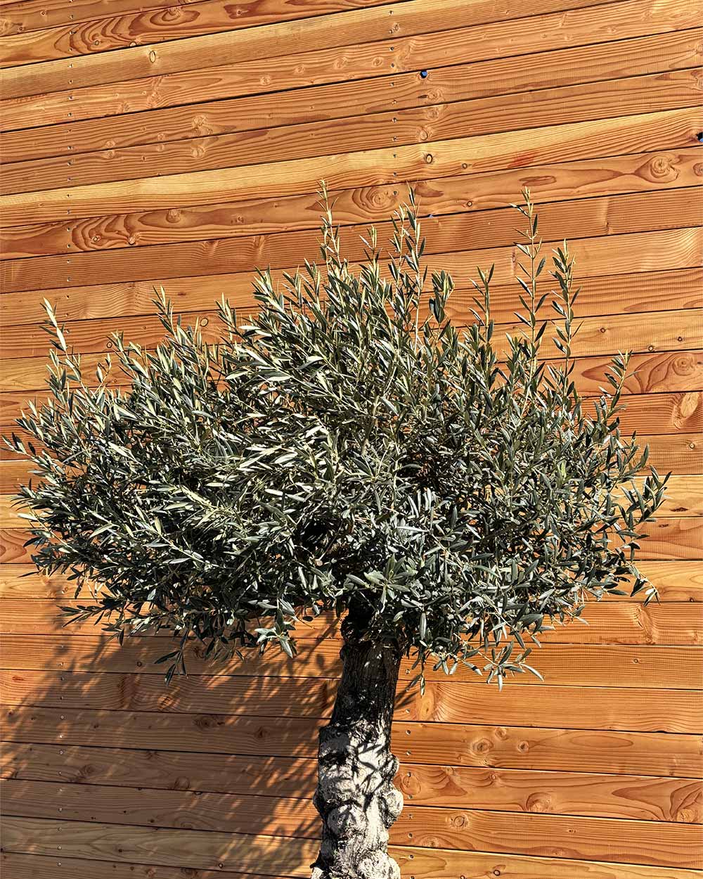 Olivenbaum „Elegante“ (F1)