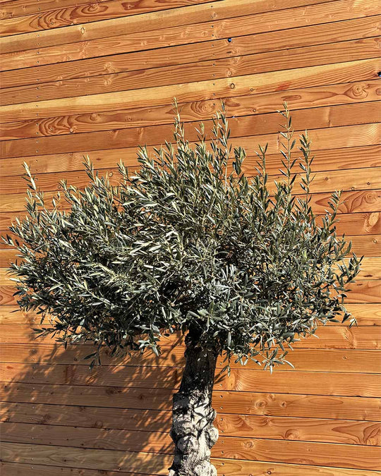 Olivenbaum „Elegante“ (F1)