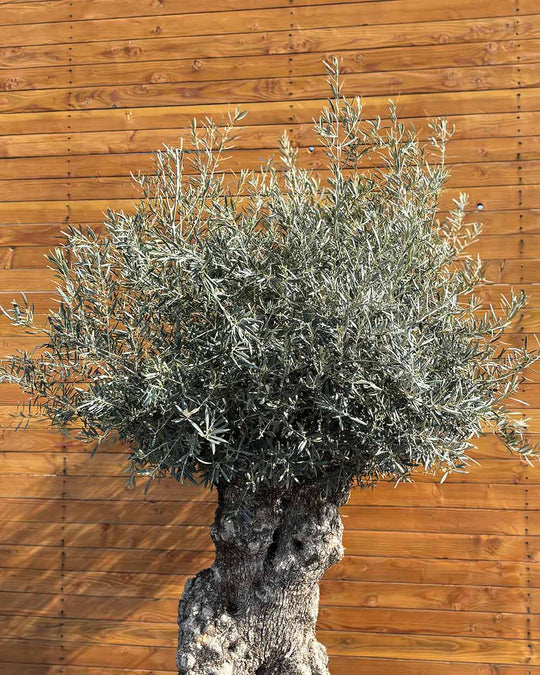 Olivenbaum – Olea europaea ‘Hojiblanca’ (Netz) (Colosso) (F1)