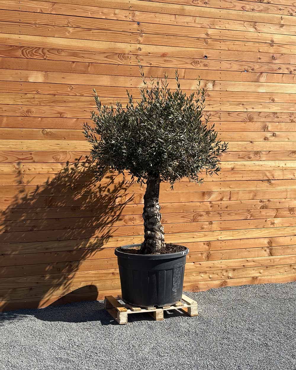 Olivenbaum „Elegante“ (F1)
