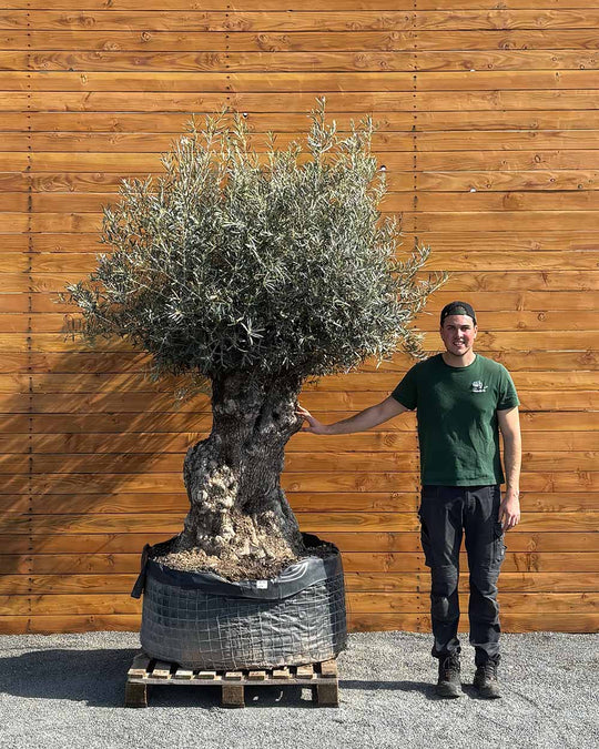 Olivenbaum – Olea europaea ‘Hojiblanca’ (Netz) (Colosso) (F1)