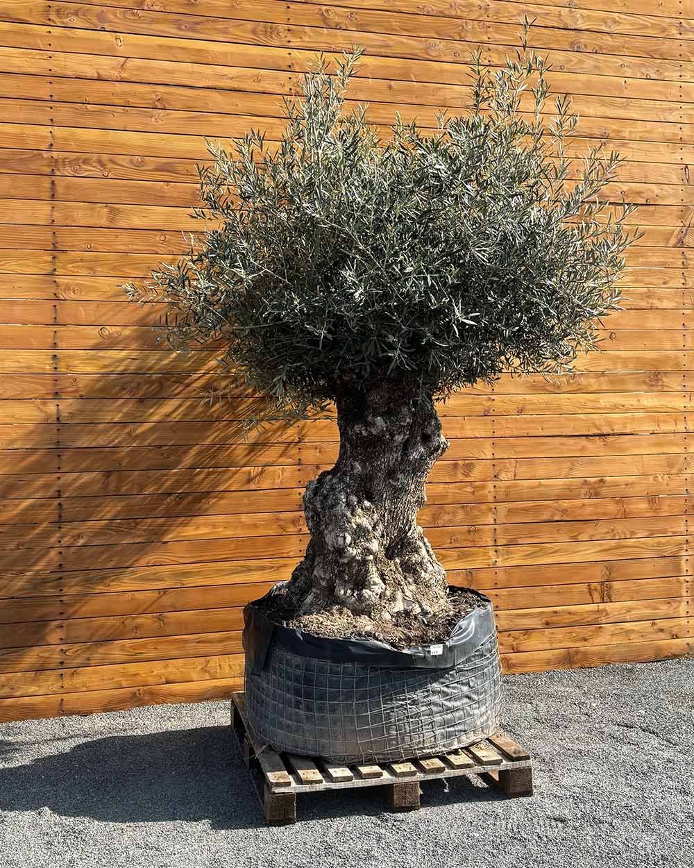 Olivenbaum – Olea europaea ‘Hojiblanca’ (Netz) (Colosso) (F1)