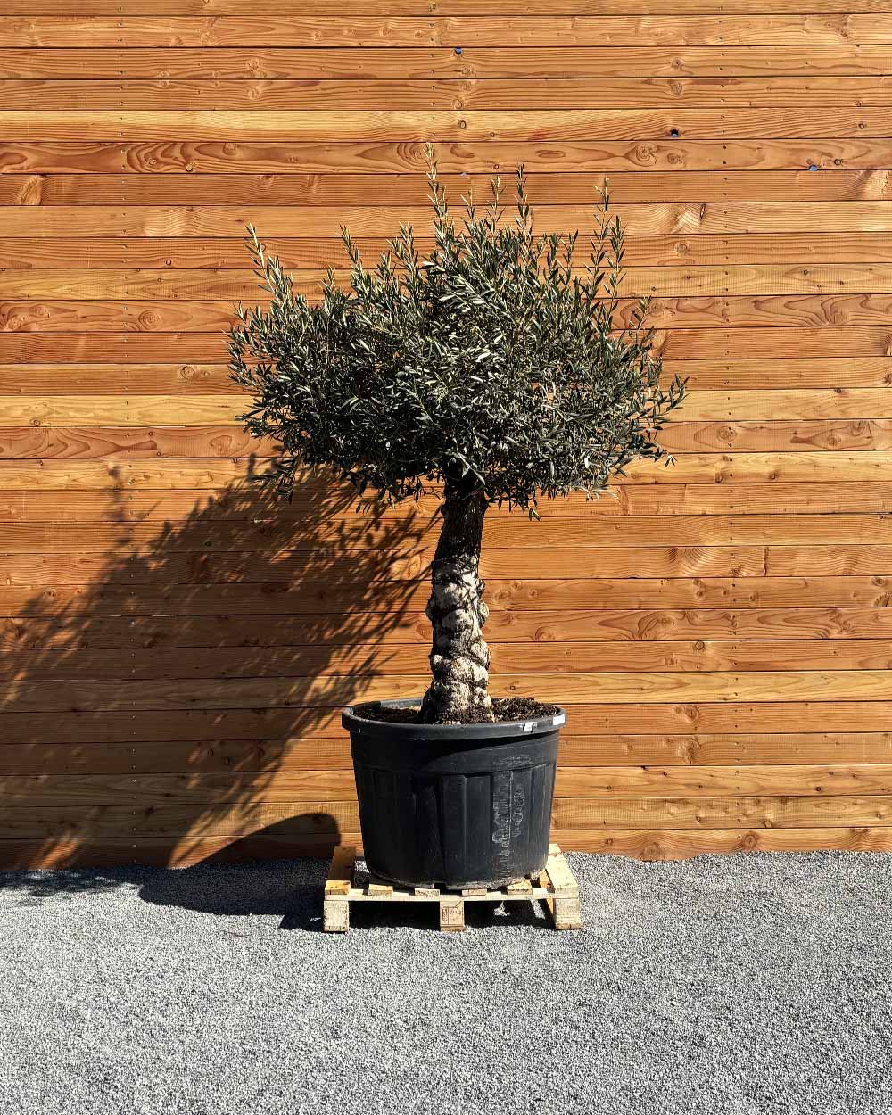 Olivenbaum „Elegante“ (F1)