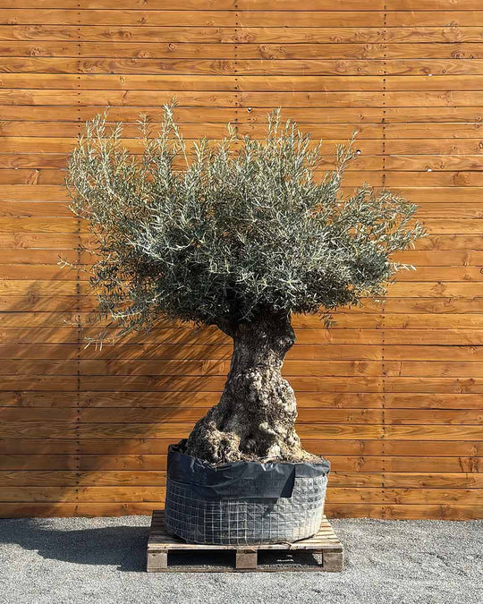 Olivenbaum – Olea europaea ‘Hojiblanca’ (Netz) (Colosso) (F1)