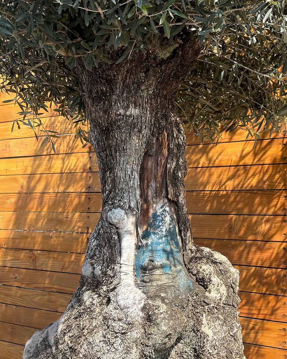 Olivenbaum – Olea europaea ‘Hojiblanca’ (Netz) (Colosso) (F10)