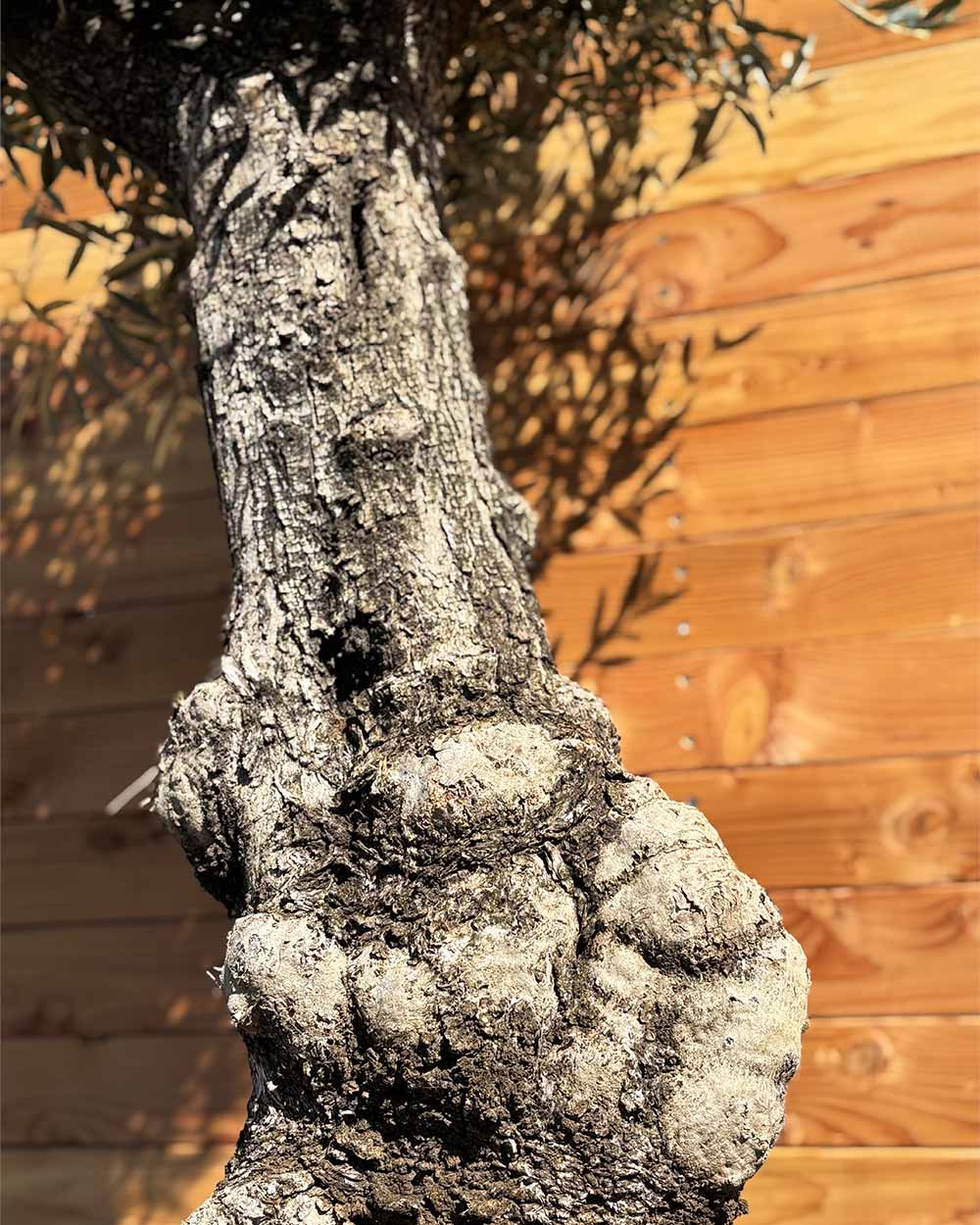 Olivenbaum „Elegante“ (F10)
