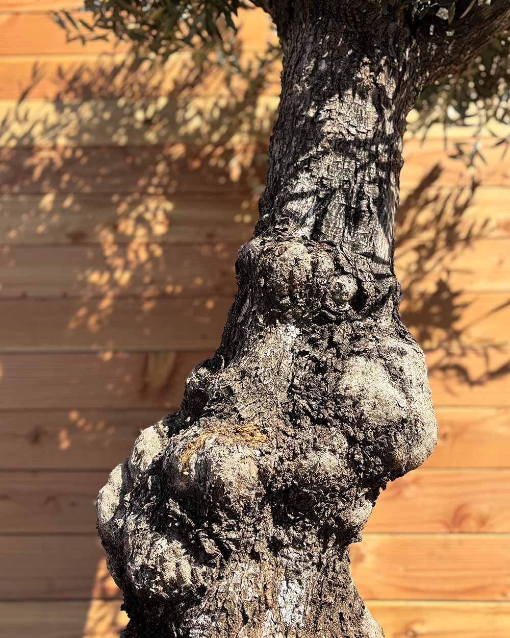 Olivenbaum „Elegante“ (F10)