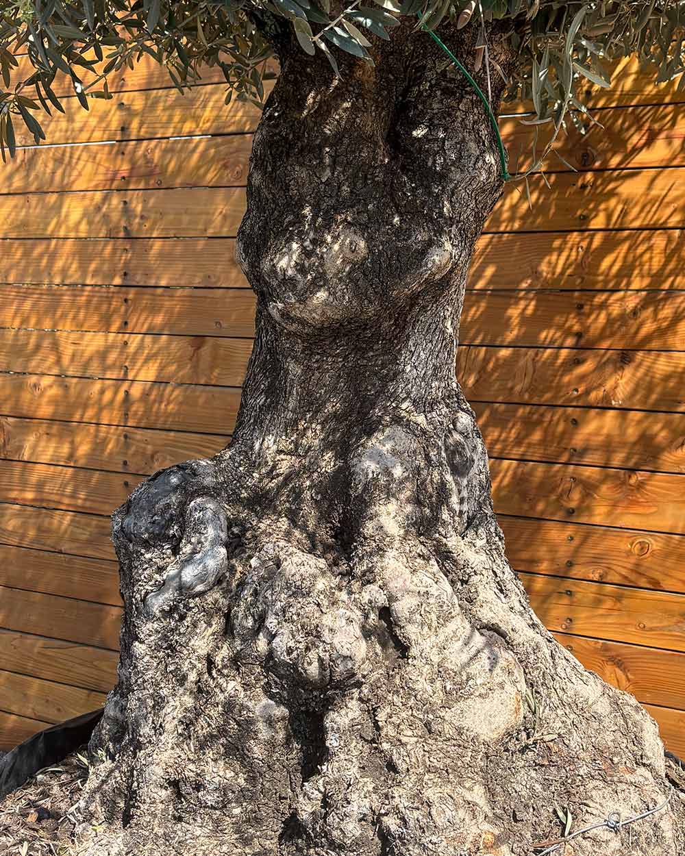 Olivenbaum – Olea europaea ‘Hojiblanca’ (Netz) (Colosso) (F10)