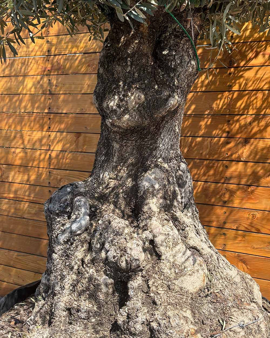 Olivenbaum – Olea europaea ‘Hojiblanca’ (Netz) (Colosso) (F10)