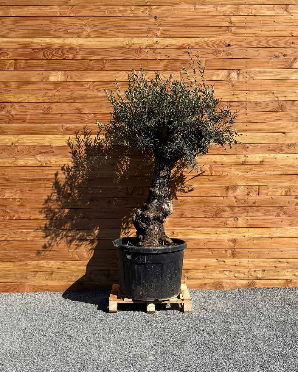 Olivenbaum „Elegante“ (F10)