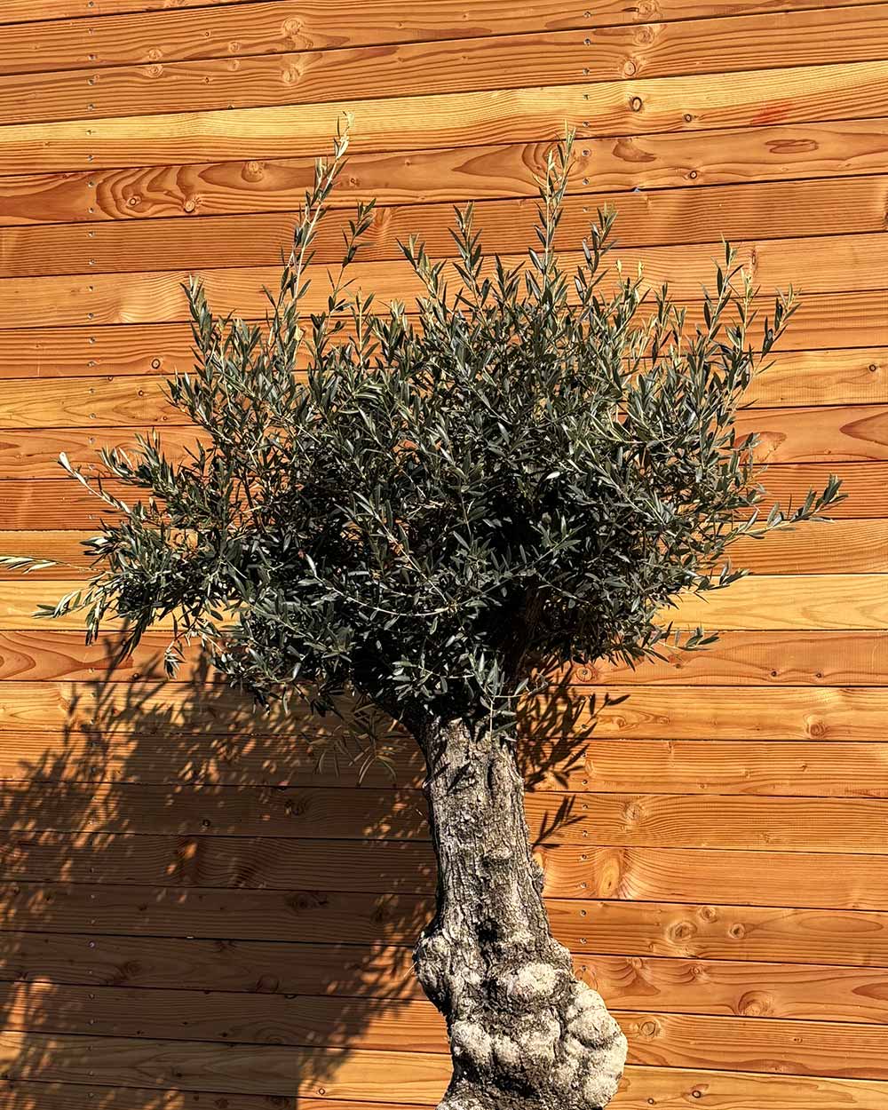 Olivenbaum „Elegante“ (F10)