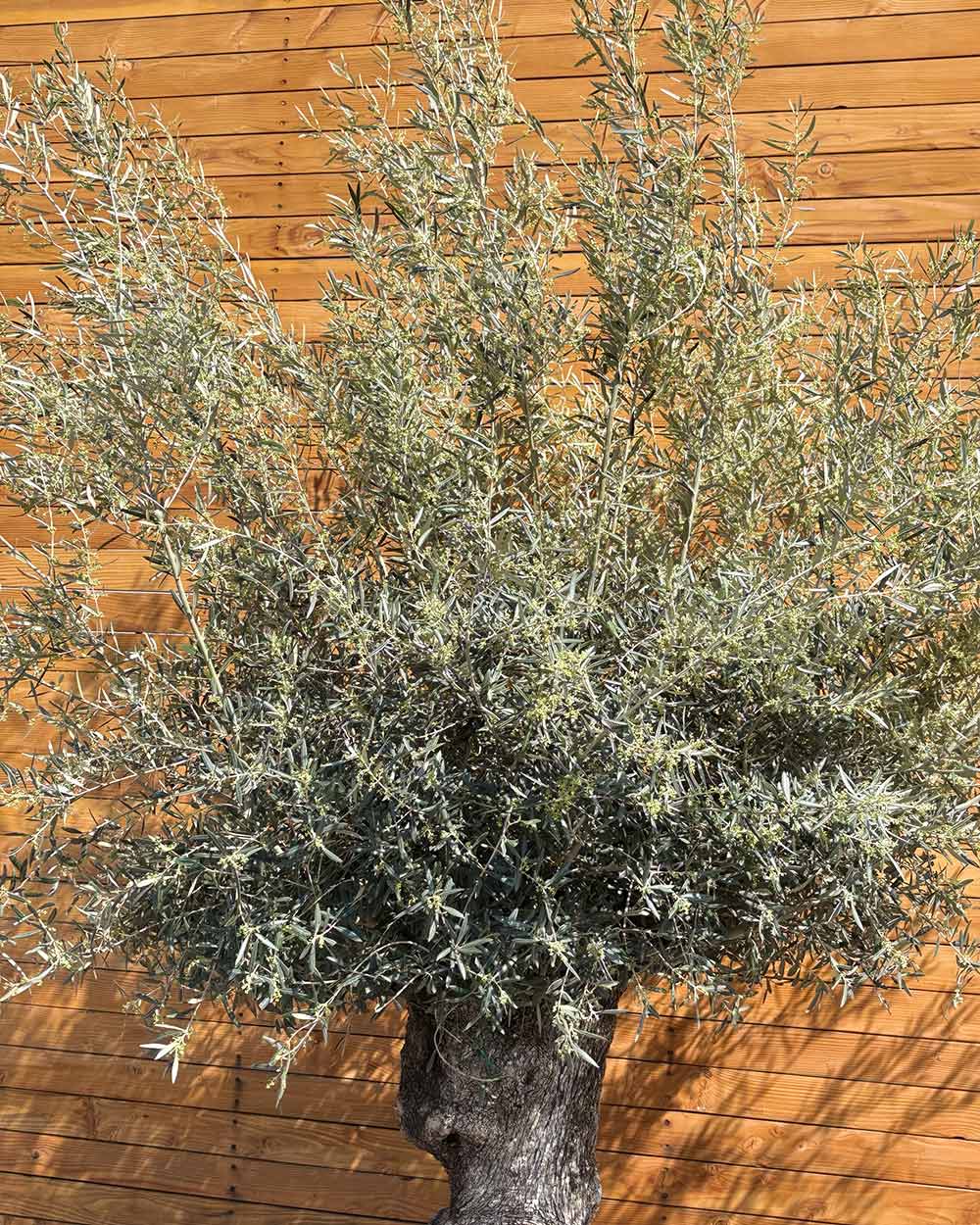 Olivenbaum – Olea europaea ‘Hojiblanca’ (Netz) (Colosso) (F10)