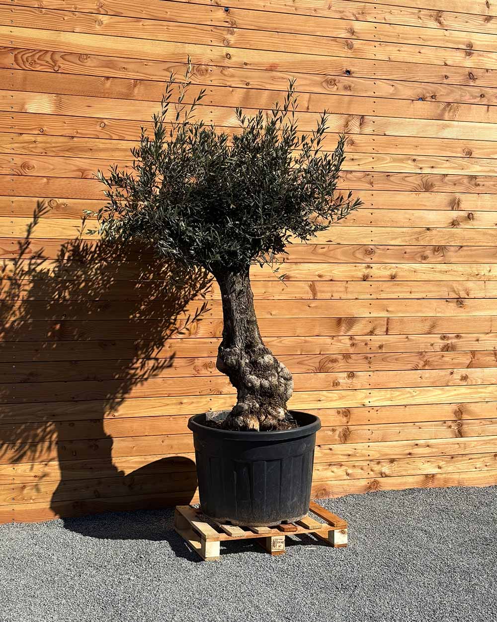 Olivenbaum „Elegante“ (F10)