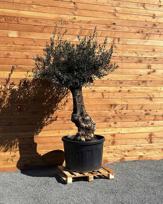 Olivenbaum „Elegante“ (F10)