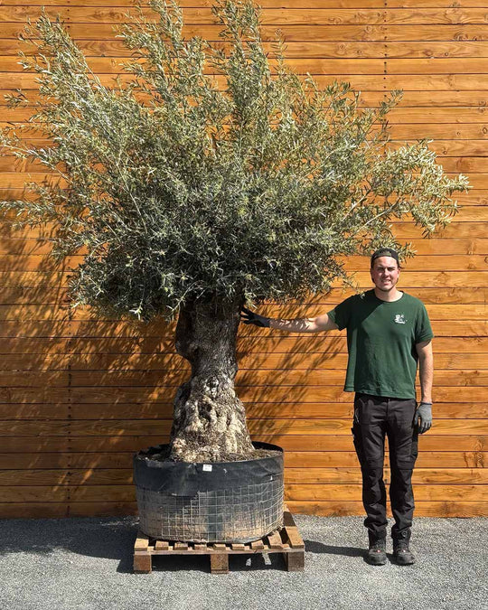 Olivenbaum – Olea europaea ‘Hojiblanca’ (Netz) (Colosso) (F10)