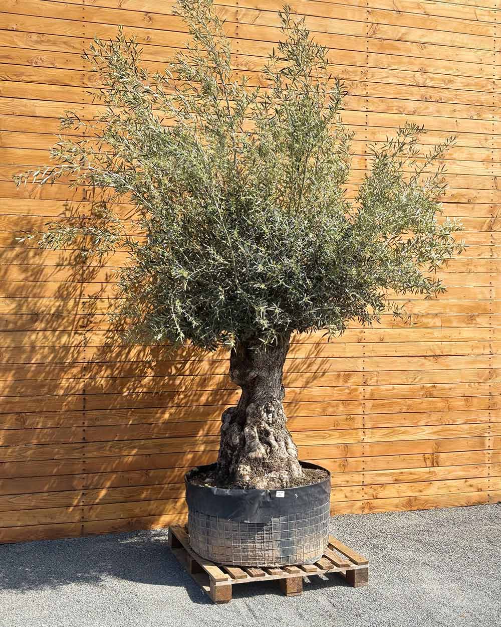 Olivenbaum – Olea europaea ‘Hojiblanca’ (Netz) (Colosso) (F10)