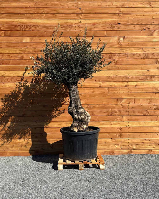 Olivenbaum „Elegante“ (F10)