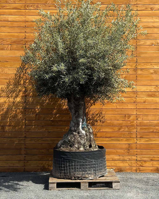 Olivenbaum – Olea europaea ‘Hojiblanca’ (Netz) (Colosso) (F10)