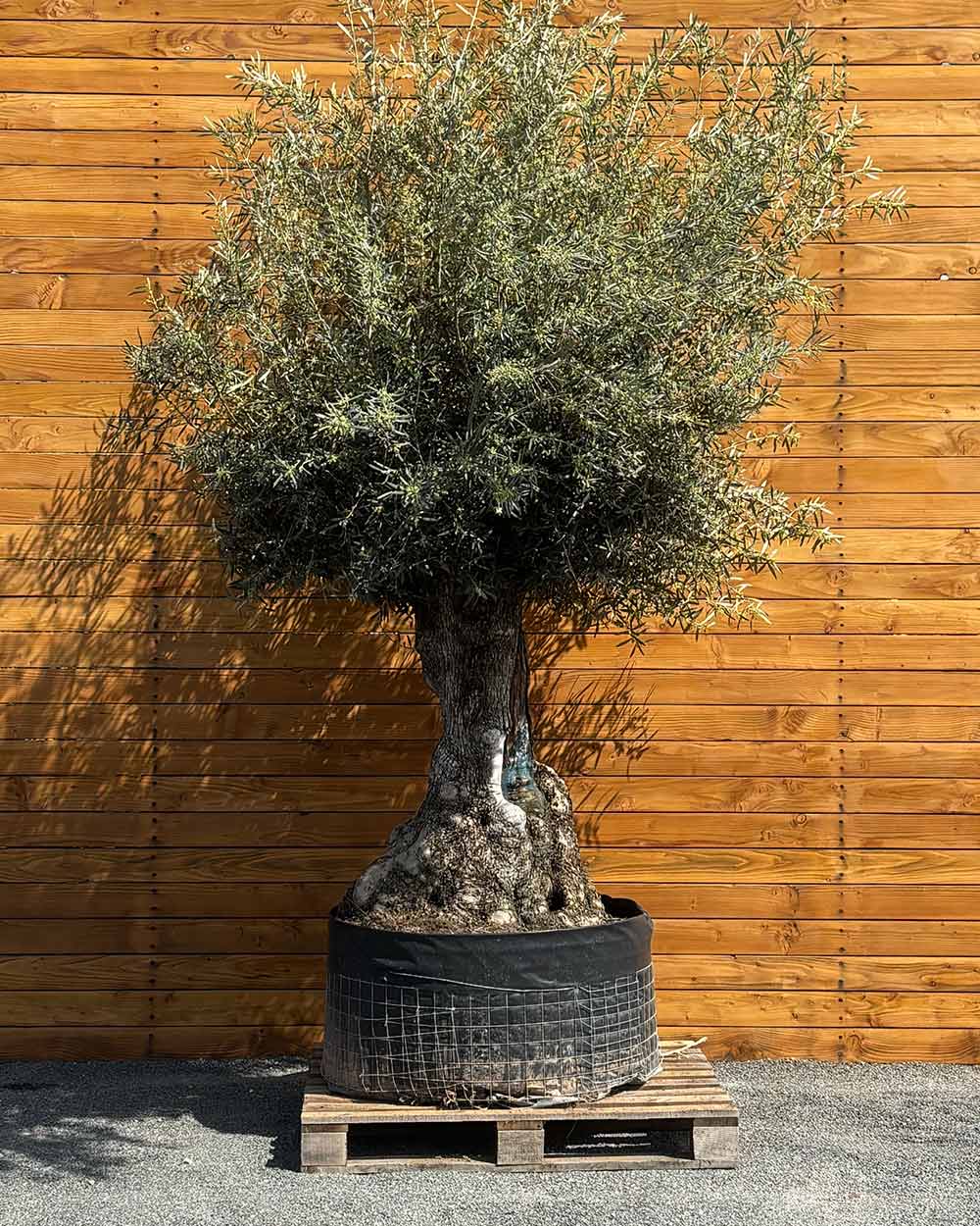 Olivenbaum – Olea europaea ‘Hojiblanca’ (Netz) (Colosso) (F10)