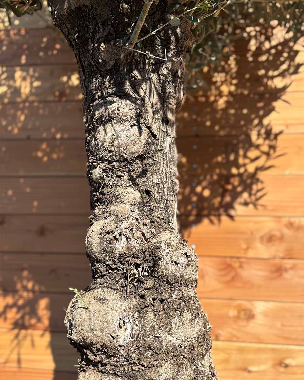 Olivenbaum „Elegante“ (F11)