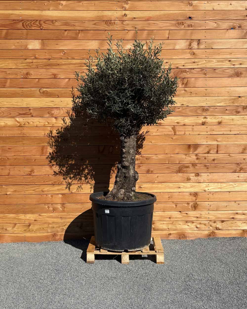 Olivenbaum „Elegante“ (F11)