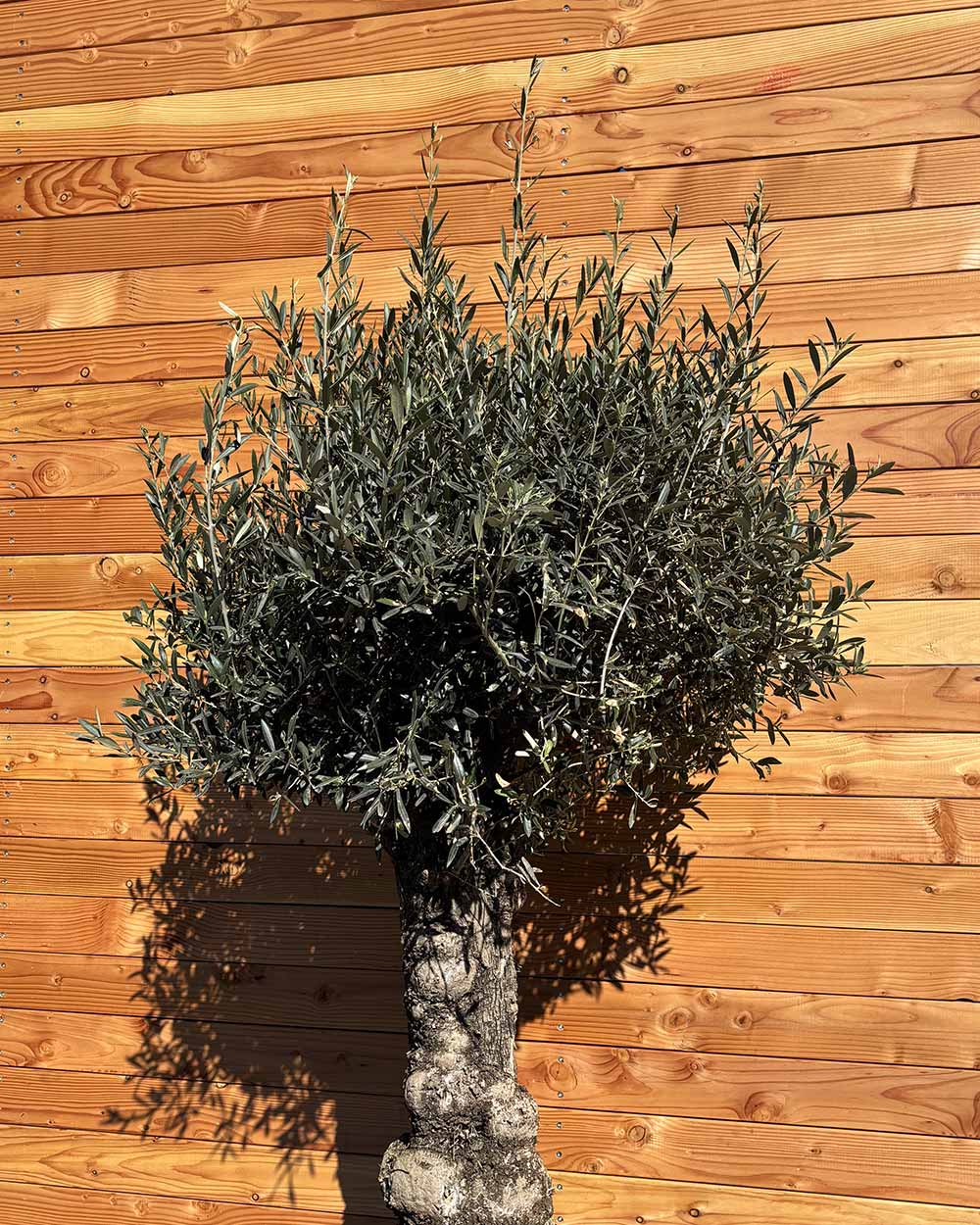 Olivenbaum „Elegante“ (F11)
