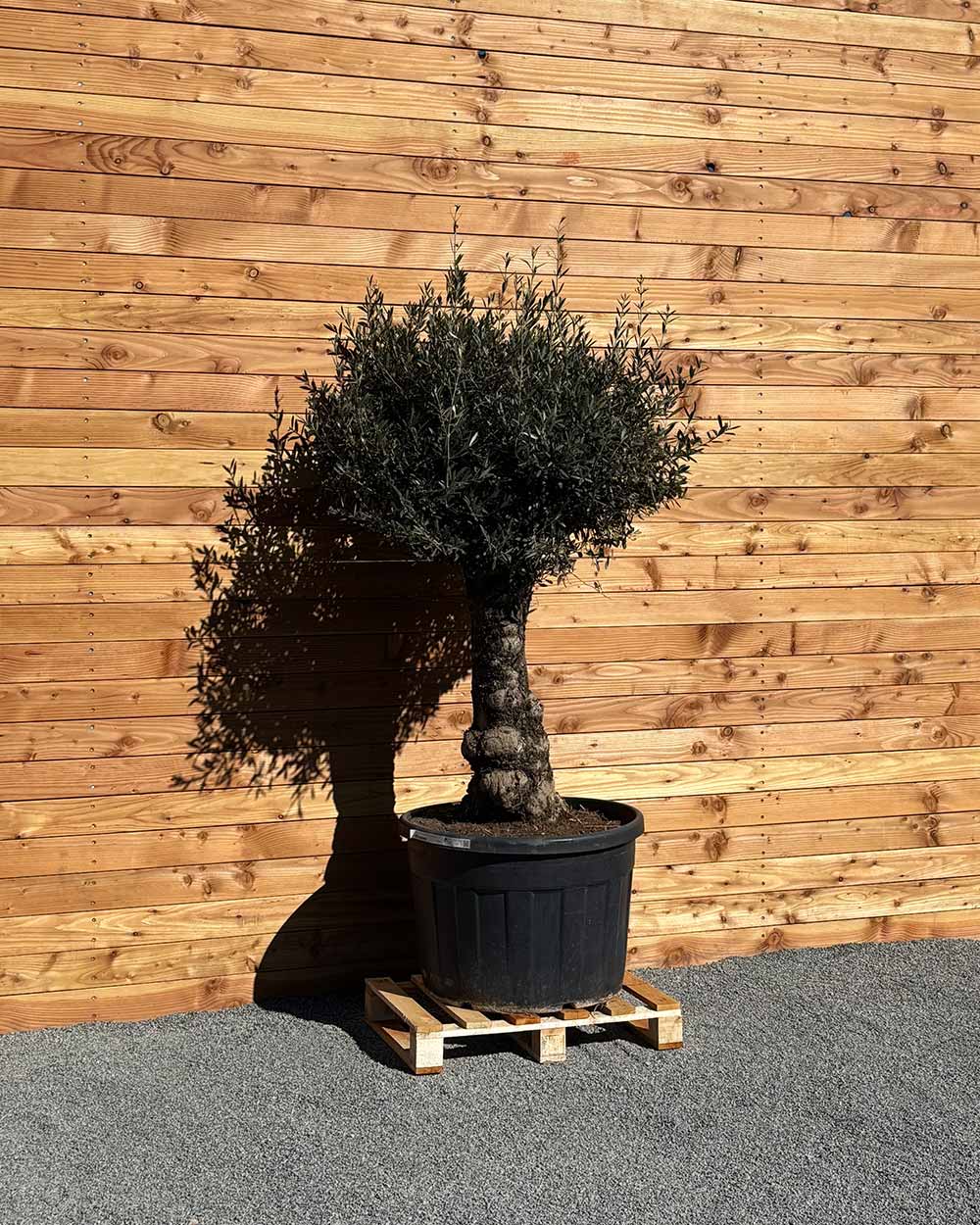 Olivenbaum „Elegante“ (F11)