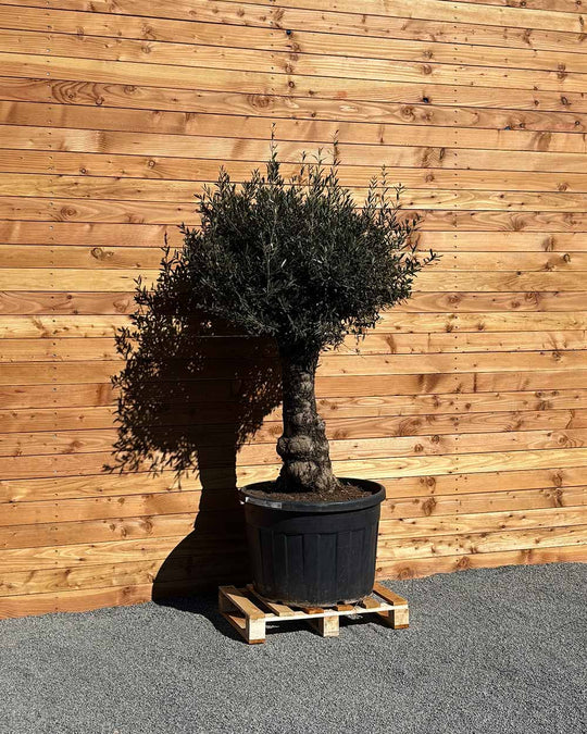 Olivenbaum „Elegante“ (F11)