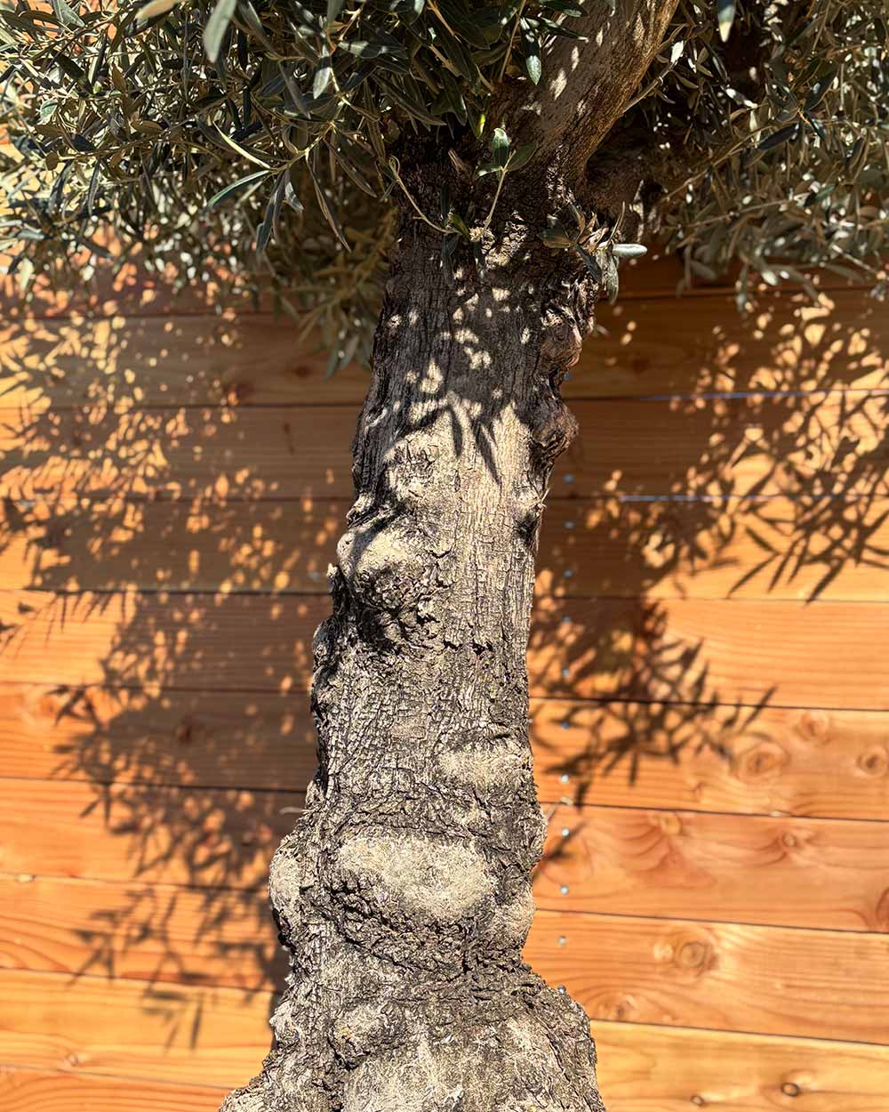 Olivenbaum „Elegante“ (F12)