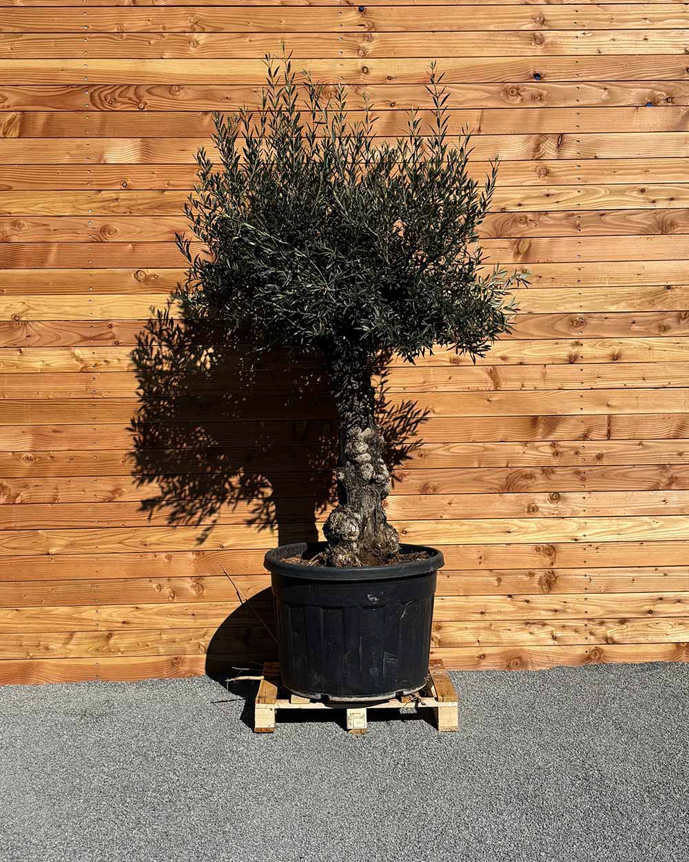 Olivenbaum „Elegante“ (F12)