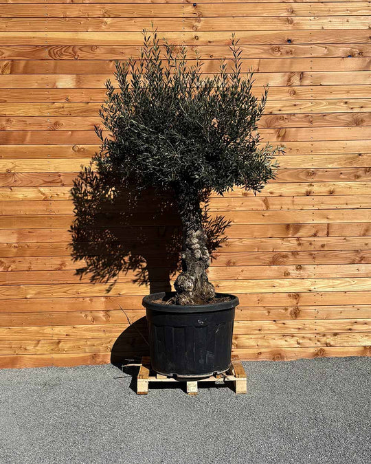 Olivenbaum „Elegante“ (F12)