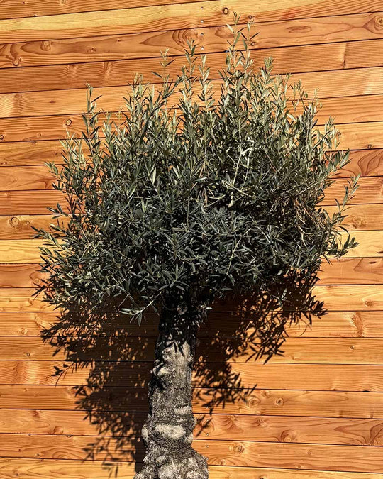 Olivenbaum „Elegante“ (F12)