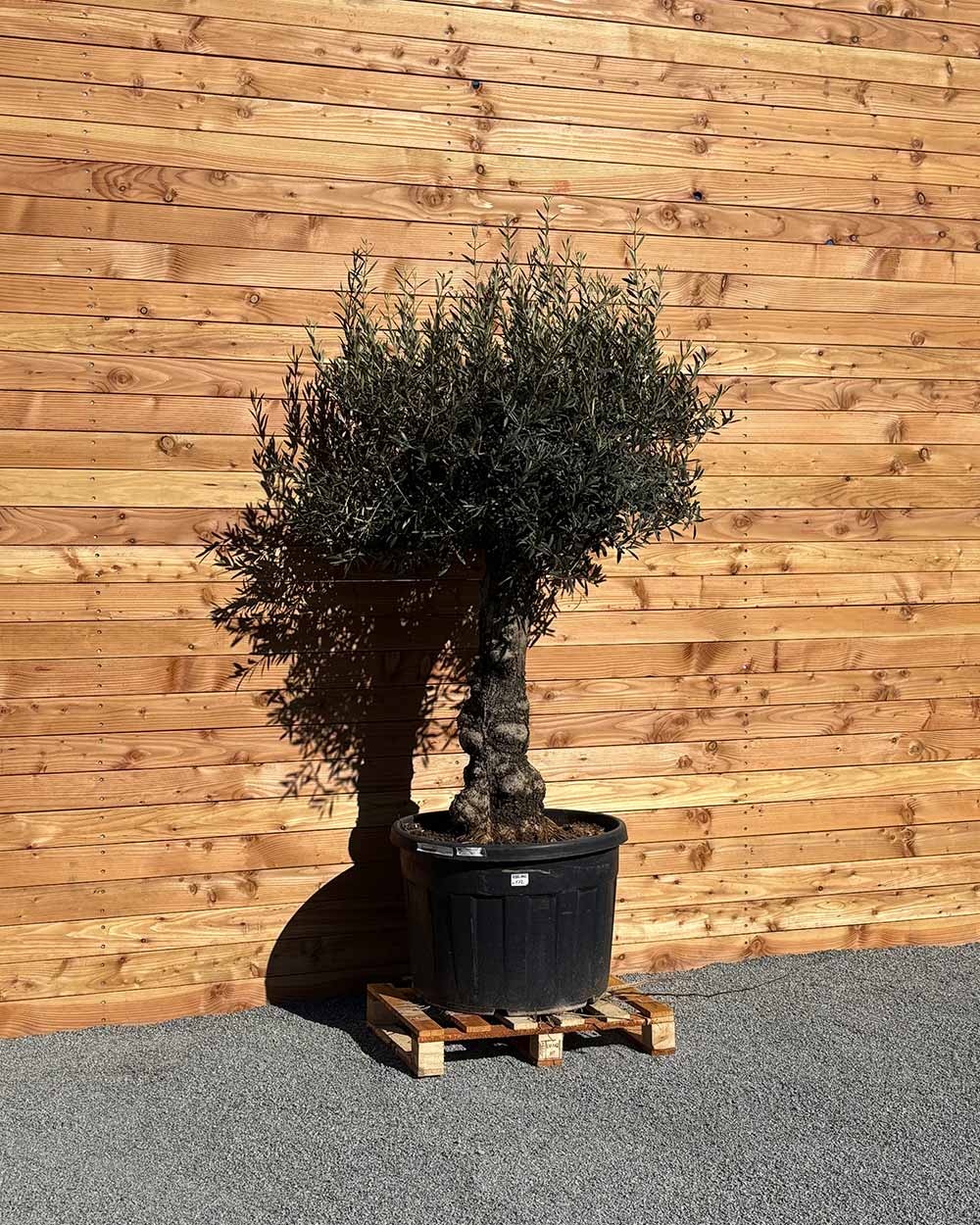 Olivenbaum „Elegante“ (F12)
