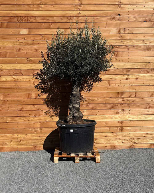 Olivenbaum „Elegante“ (F12)