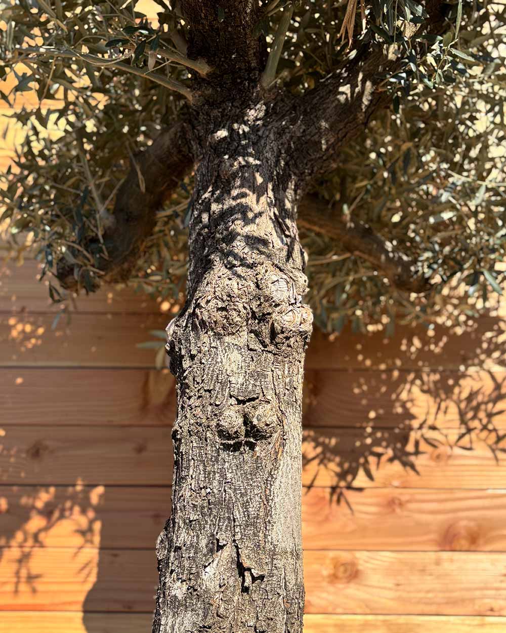 Olivenbaum „Elegante“ (F14)