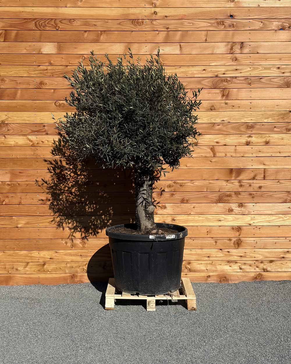 Olivenbaum „Elegante“ (F14)