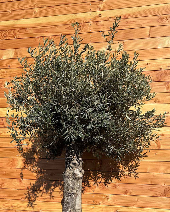 Olivenbaum „Elegante“ (F14)